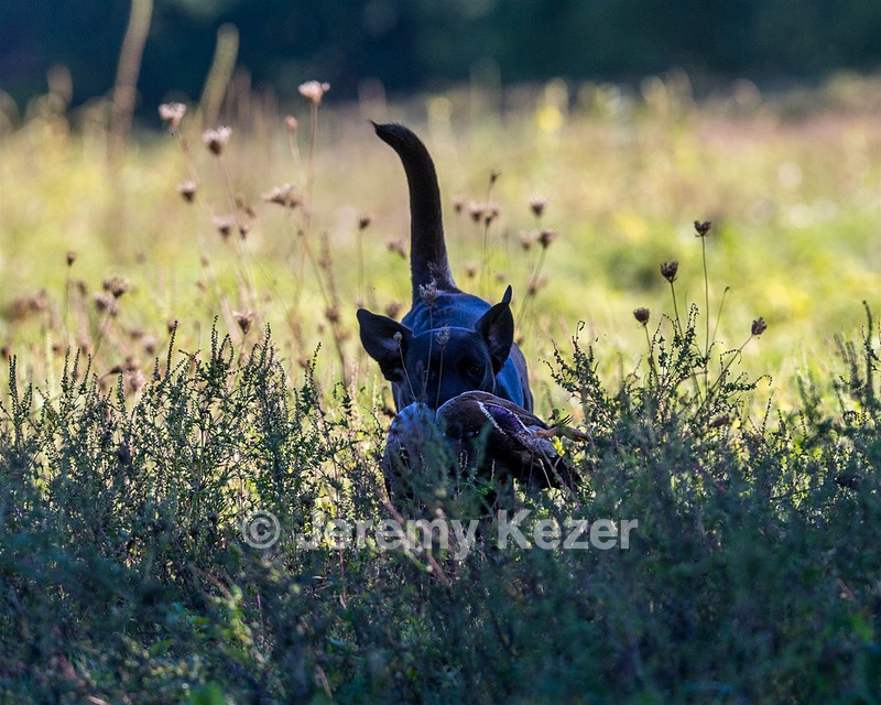 Baxter Morrow