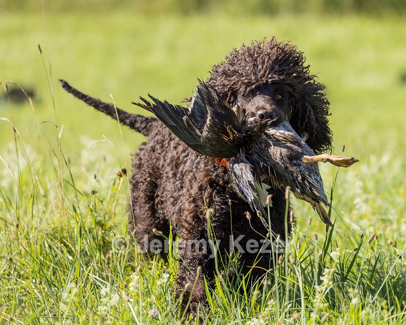 Ghillie Kezer