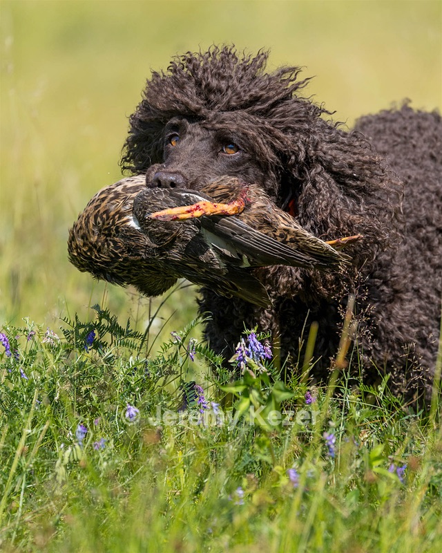 Ghillie Kezer
