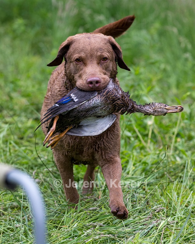Hunter Law