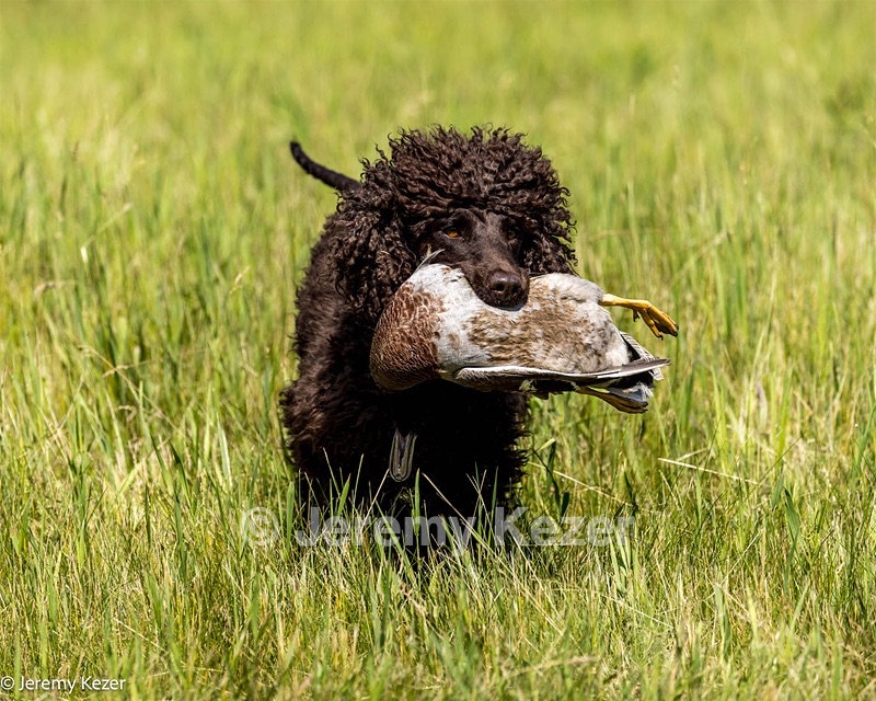 Ghillie
