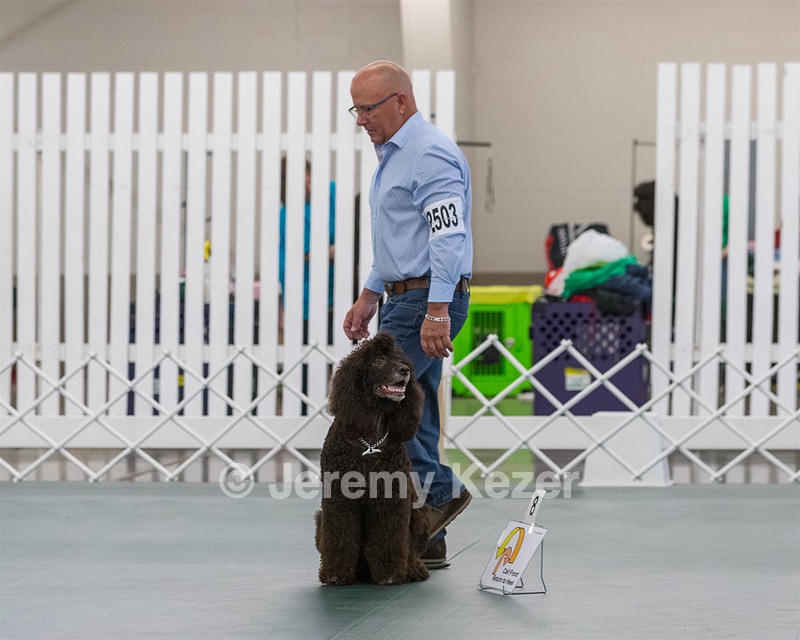 2503 - GCH CH BLACKTHORN'S KEEVA CROMPTON AX AXJ XF RN CGC (Keeva)