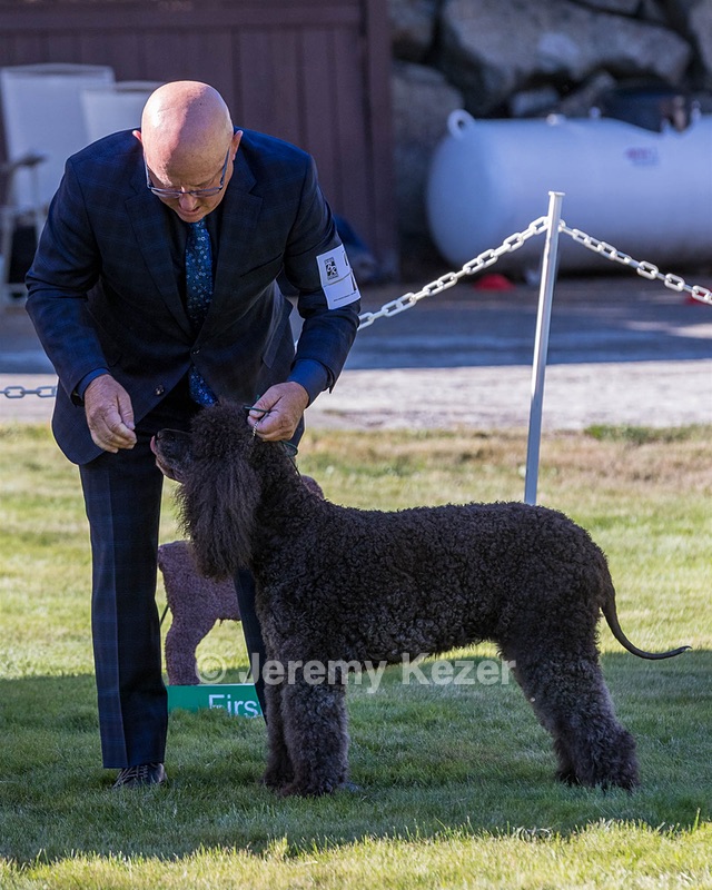 24 - GCH CH BLACKTHORN'S KEEVA CROMPTON RM AX AXJ XF TKN (Keeva)