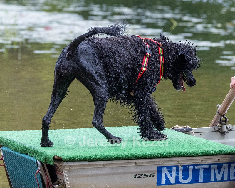 Ziva Hyres
