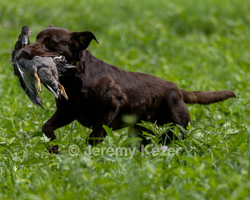 Moose Molle