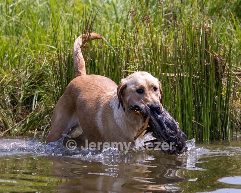 Bella Byxbee