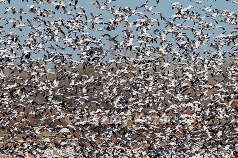 Snow Geese, Bosque del Apache, New Mexico