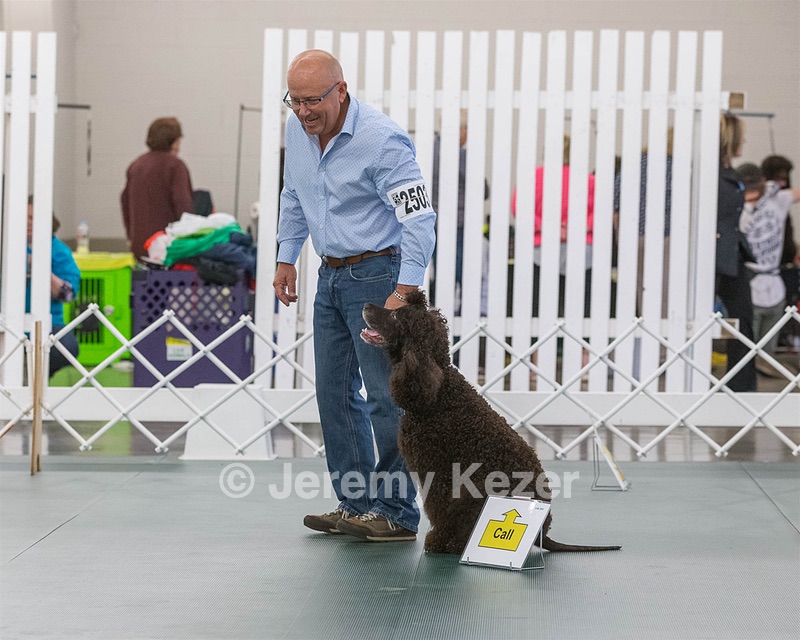 2503 - GCH CH BLACKTHORN'S KEEVA CROMPTON AX AXJ XF RN CGC (Keeva)