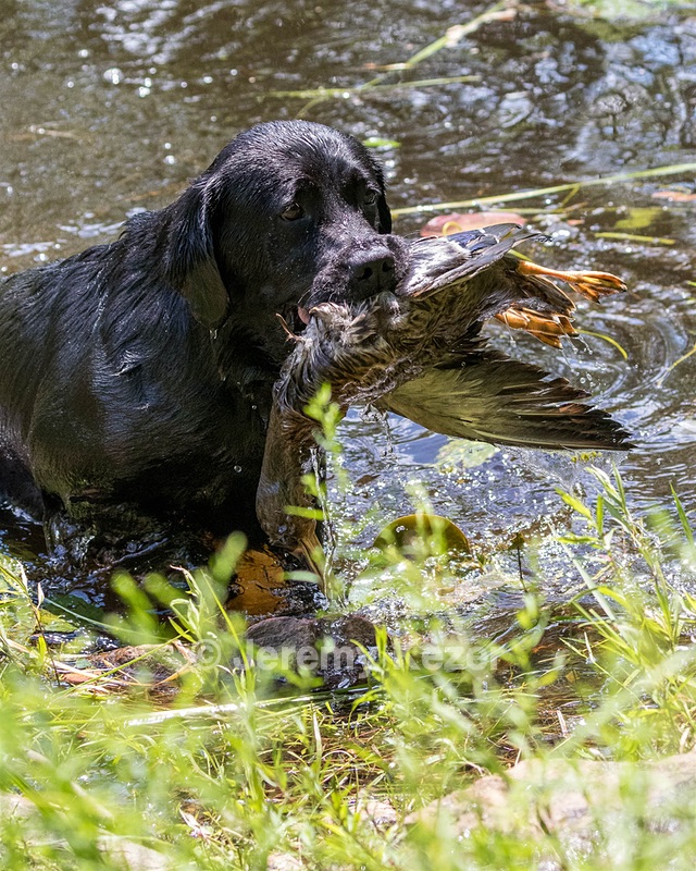 Pemi