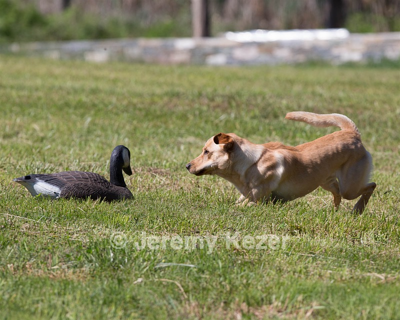 20130601-SHRL-0344.jpg