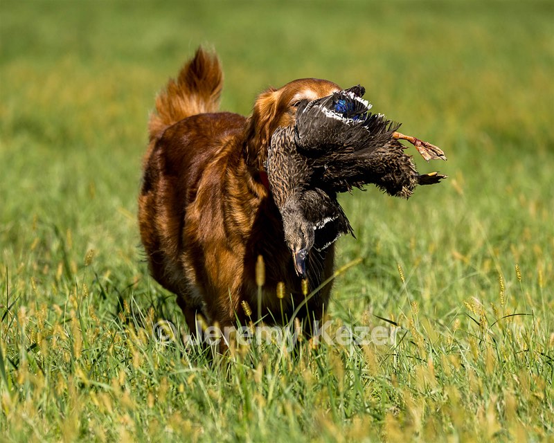 Scout Kulwich