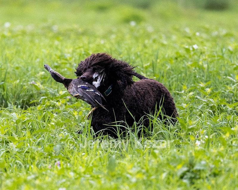 Ghillie Kezer