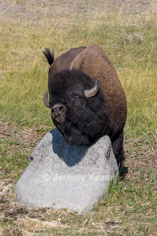 Yellowstone National Park