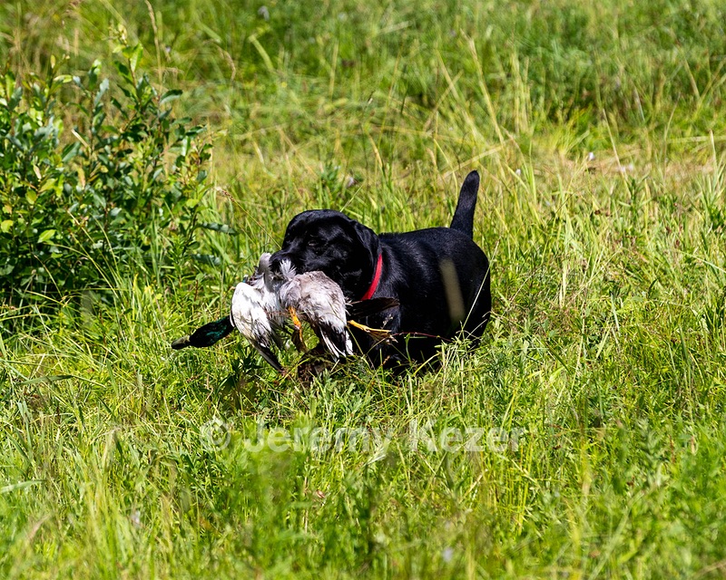 Murphy
