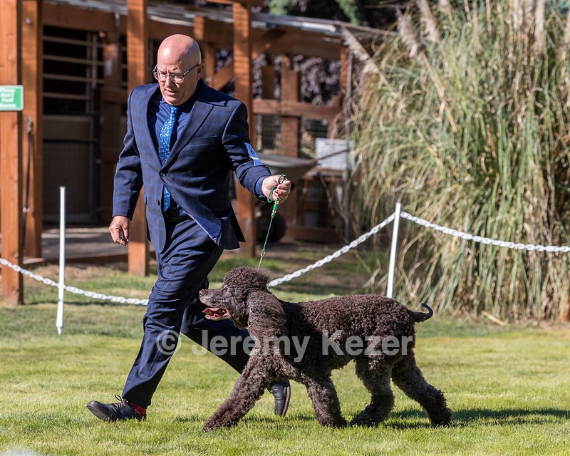 24 - GCH CH BLACKTHORN'S KEEVA CROMPTON RM AX AXJ XF TKN (Keeva)