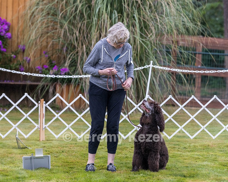 2201 - GCH CH MACH ARROYO'S BEGIN THE BEGUINE MXS MJS MXP MJP MXF T2B2 (Porter)