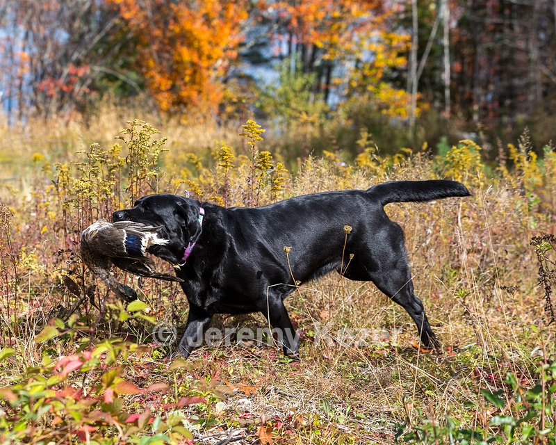 Glenforest's Pique Dame JH (Chloe)