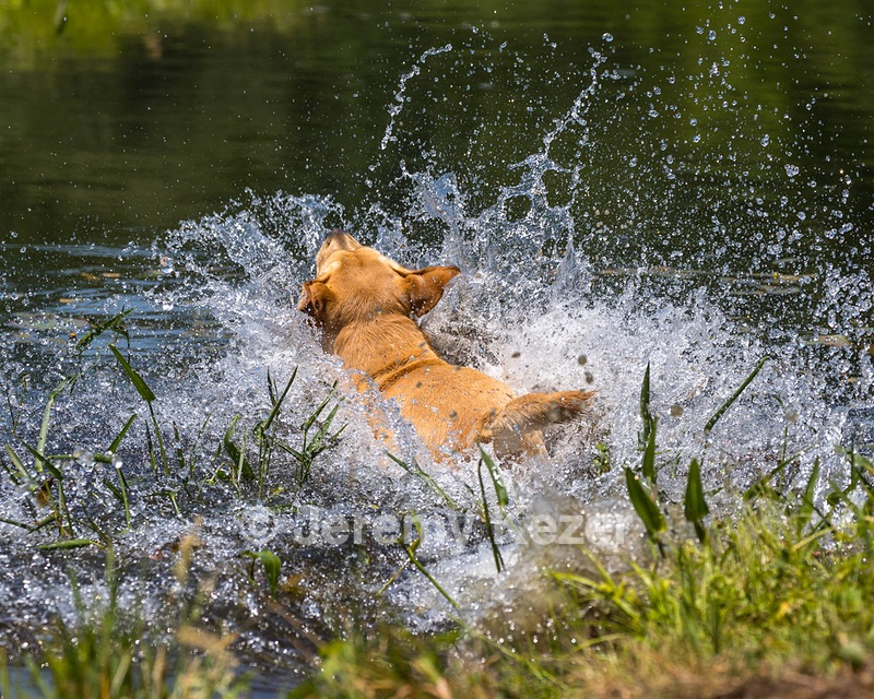 Trout Cosgrove