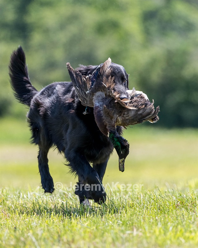 Kirk Pickering