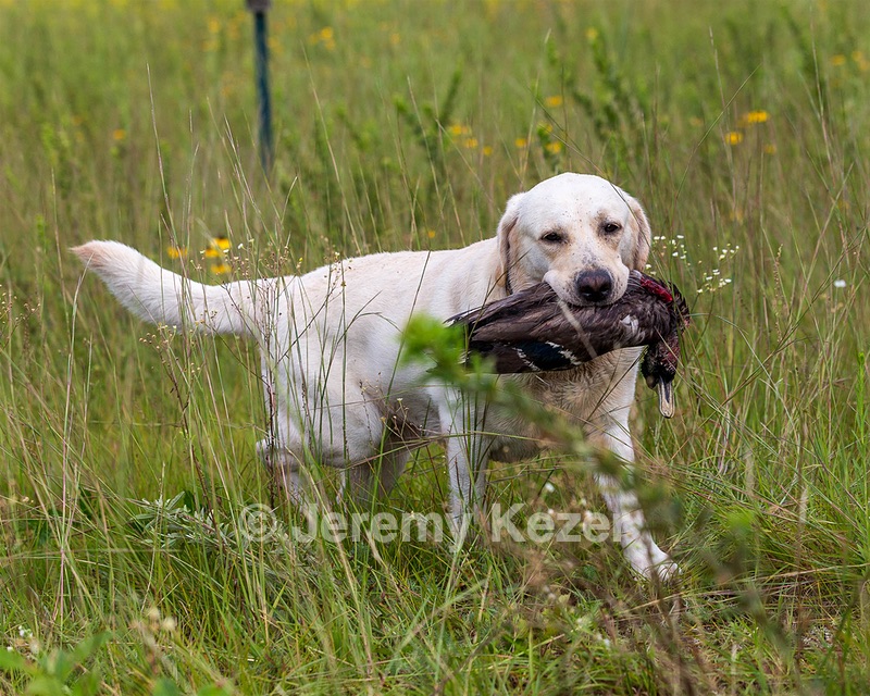 Henry
