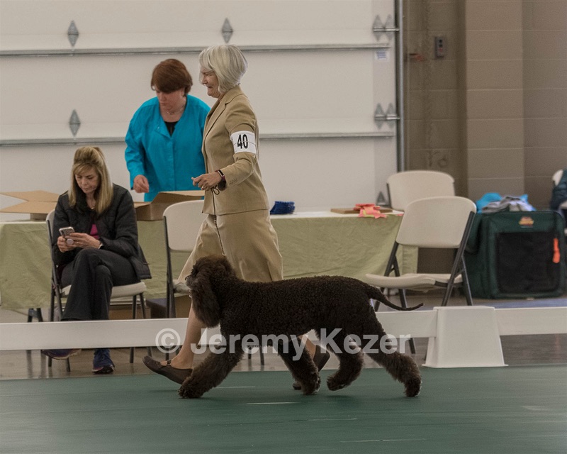 40 - GCH POOLE'S IDE BONNIE BROOK CD RE CGC