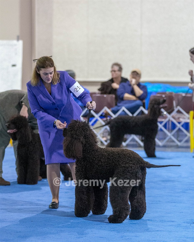 21 - GCHB CH Flintcrest Full Monty (Jonny)