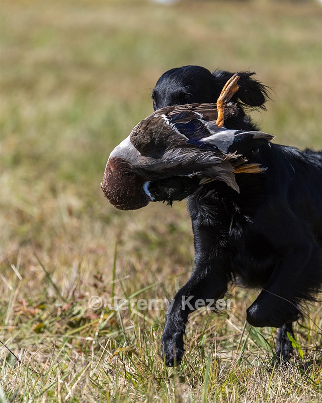 Dolly Partridge
