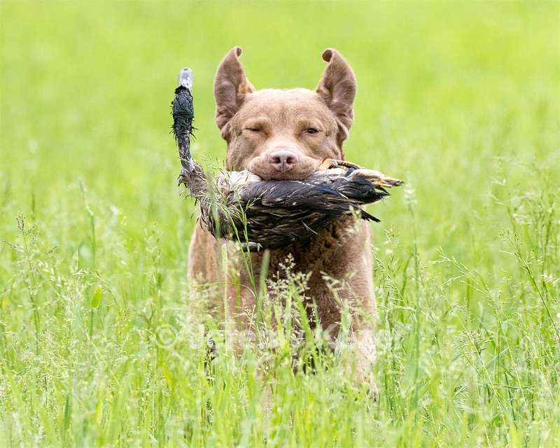 Hunter Law