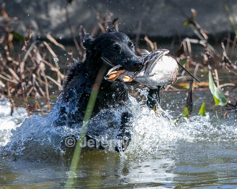Splash