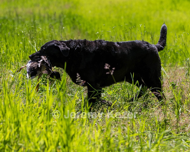 Ruger Bodine