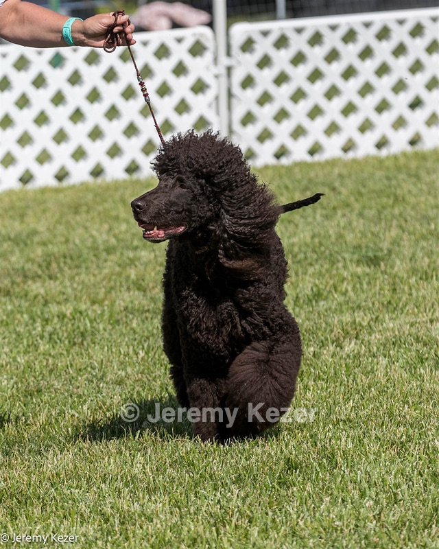 43 - GCH CH Chantico's Shelter From The Storm CD RA MX AXJ MXP2 MJP2 MJPB XF DS (Reef)