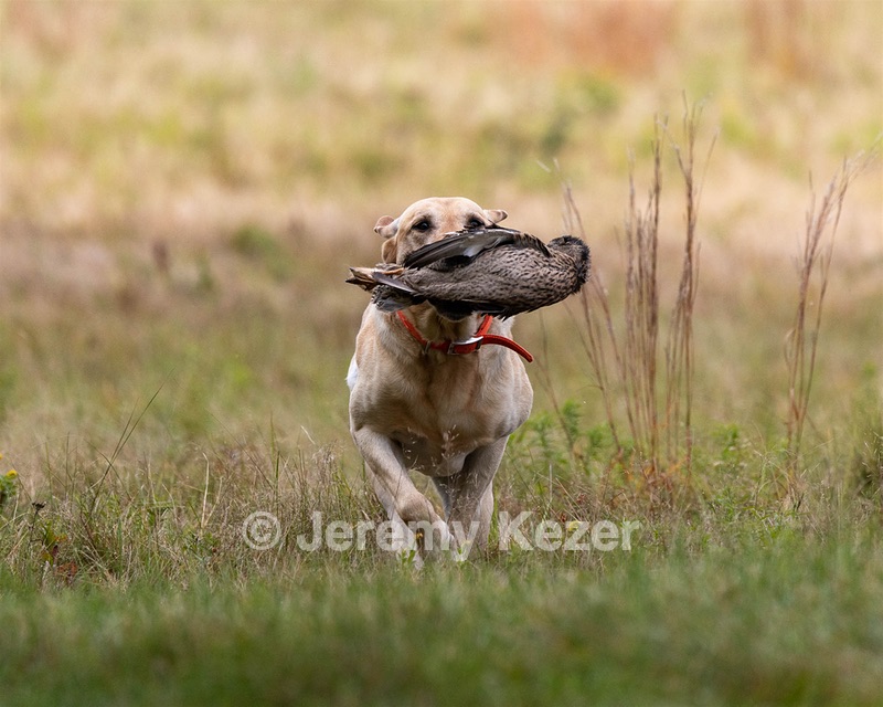 Evo Johnston