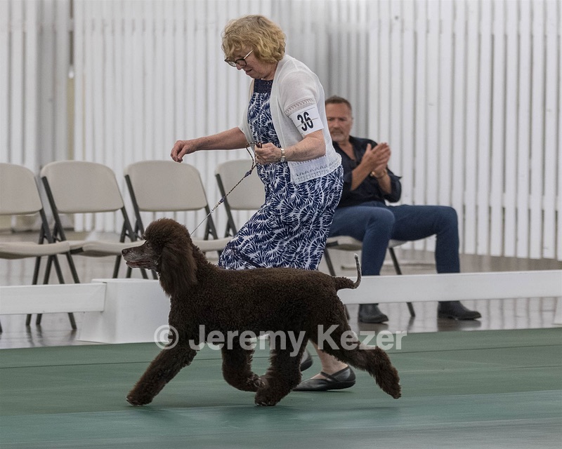 36 - GCH ARROYO'S BEGIN THE BEGUINE AX OAJ NF (Porter)