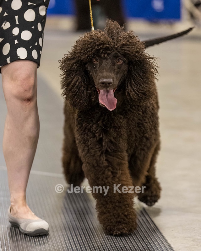 355 - GCH Ildanoch's Party Rock Anthem