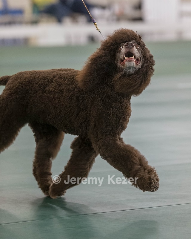 36 - GCH ARROYO'S BEGIN THE BEGUINE AX OAJ NF (Porter)
