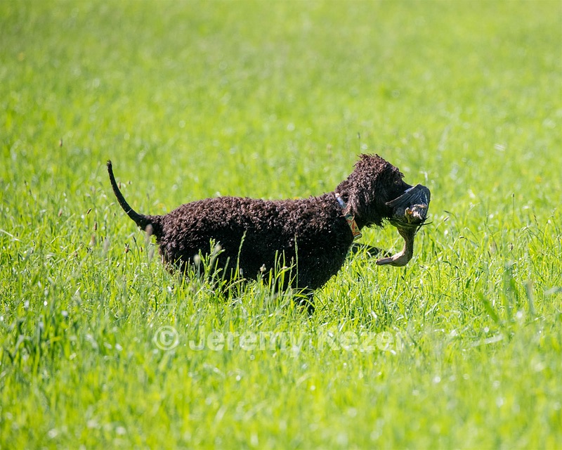 Ghillie Kezer