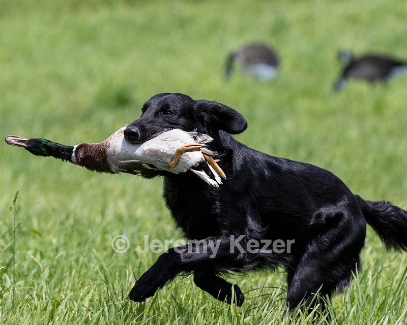 Hunter Law