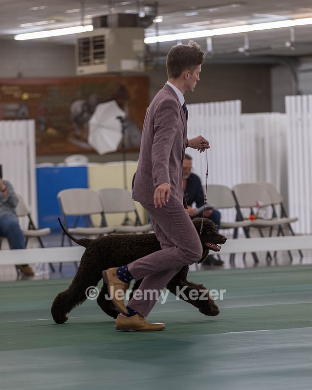 48 - GCH WHISTLE STOP'S TERRA MARIQUE POTENS (Honor)
