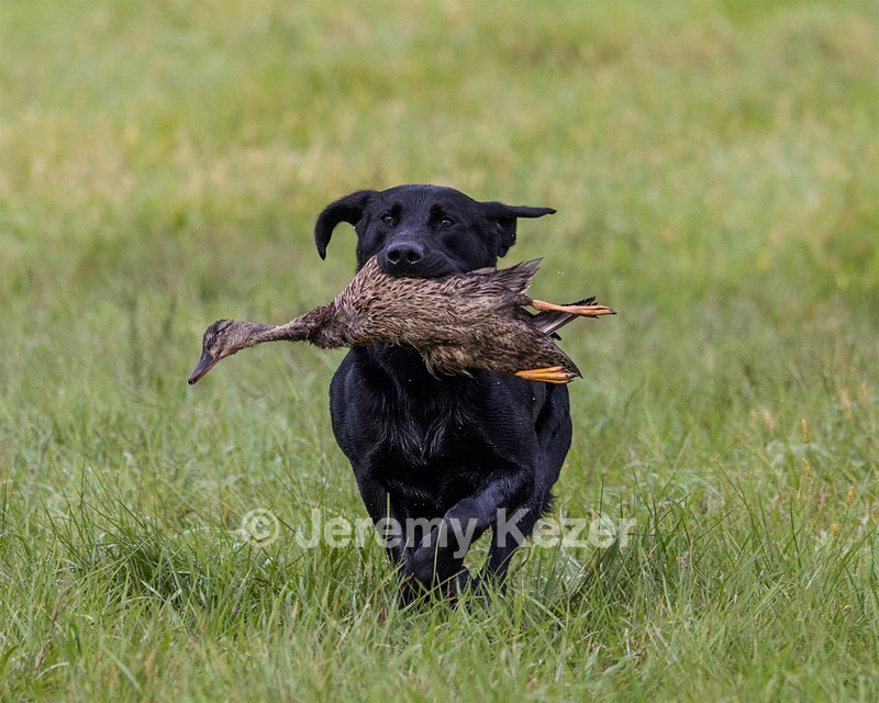 Scout Wood