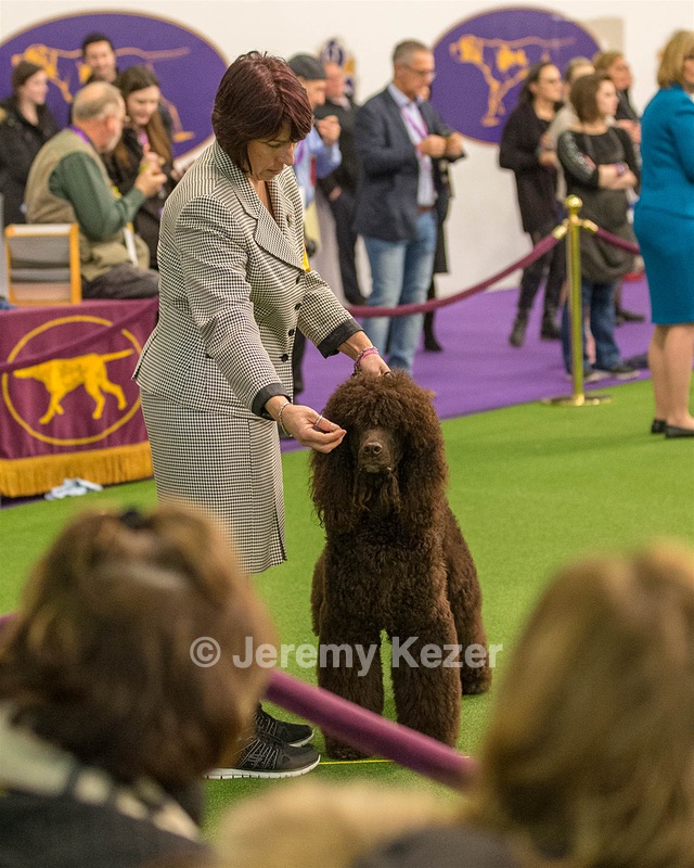 10 - GCH CH Chantico's Shelter From The Storm RN OF AX OAJ CD (Reef)