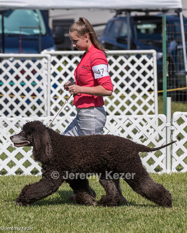 47 - GCH CH Poole's Ide Reversal Of Fortune