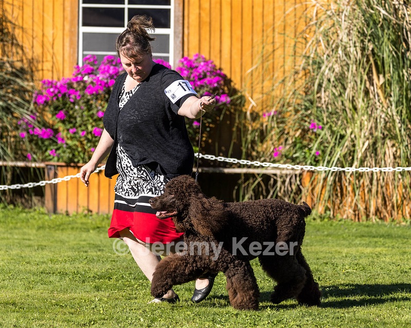 17 - GCHS CH KENDALL'S WITHOUT A SECOND THOUGHT CD BN RN THDN DJ CGC TKN (Orin)