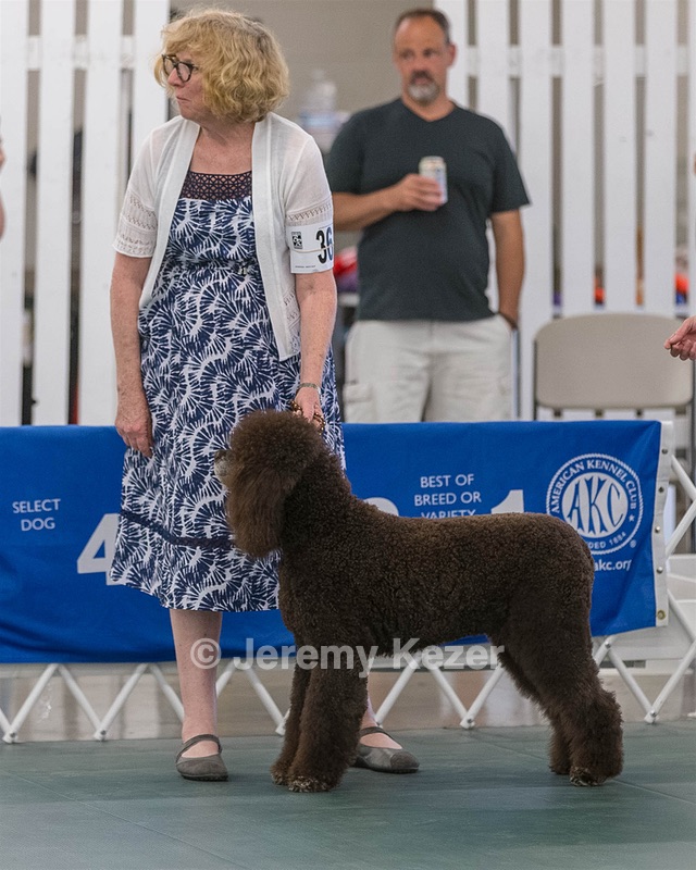 36 - GCH ARROYO'S BEGIN THE BEGUINE AX OAJ NF (Porter)