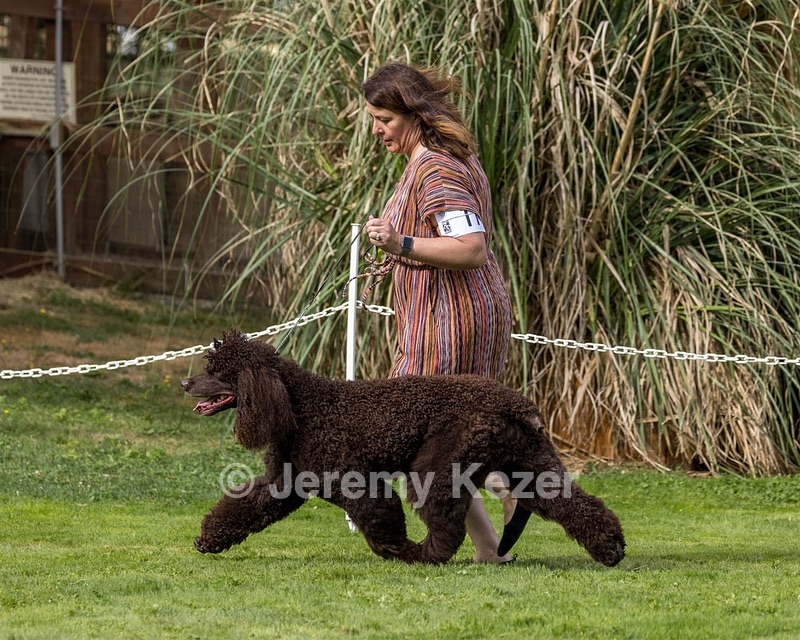 11 - GCH CH BREKKON'S FIRST MARK BN RN CGC TKN