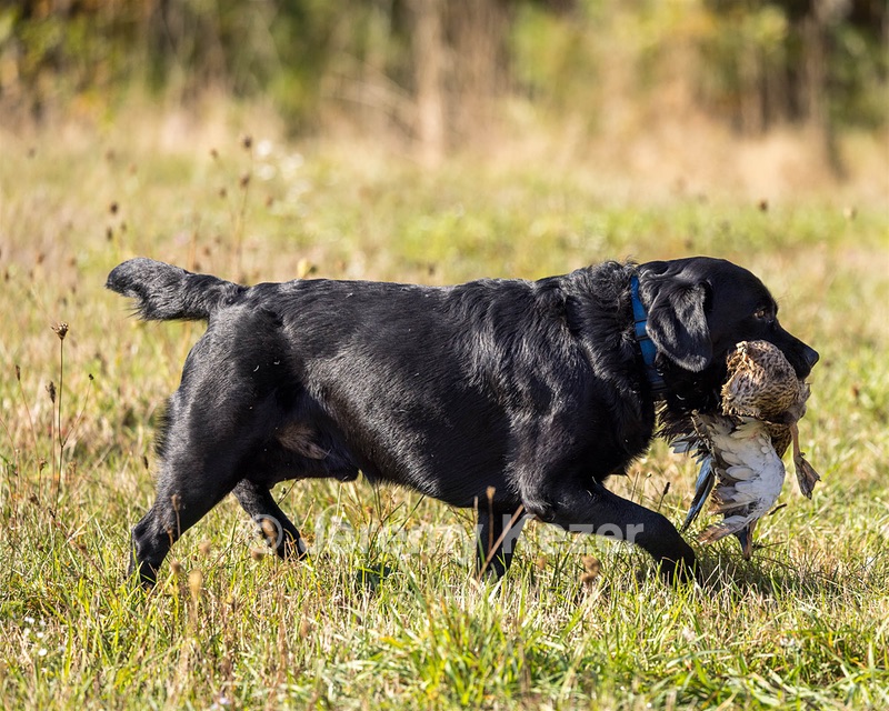 Fenwyck's Gothic City Hero "Henry"