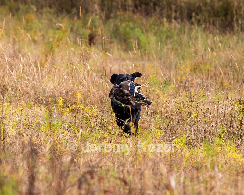 Shoreline's Dancing Girl (Sadie)