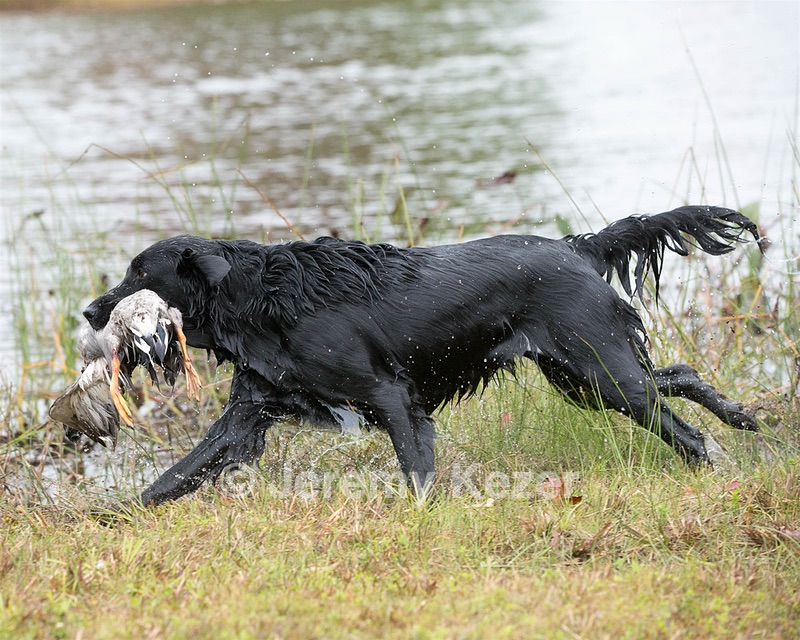 Onyx