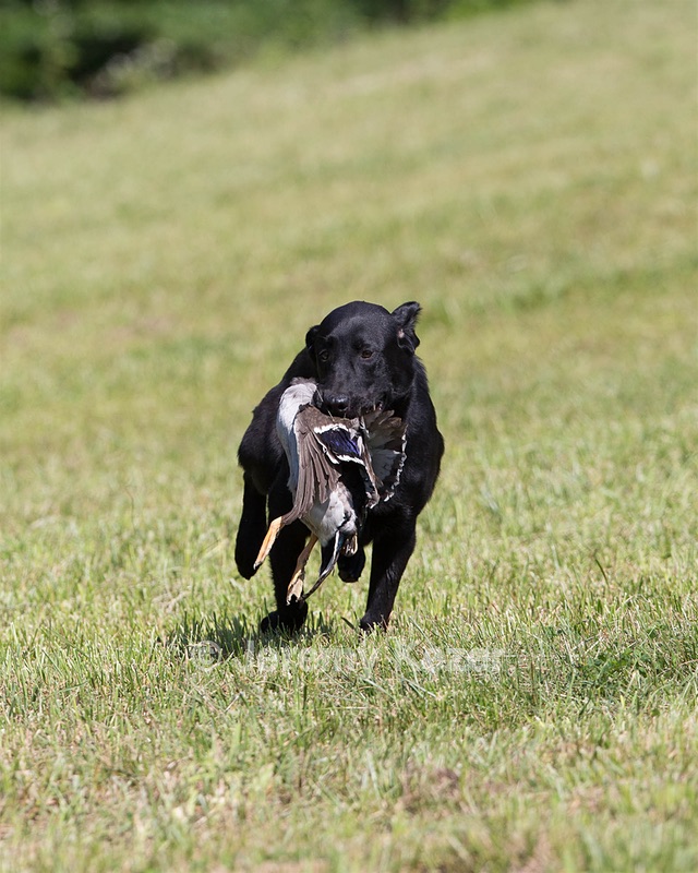 20130601-SHRL-0412.jpg