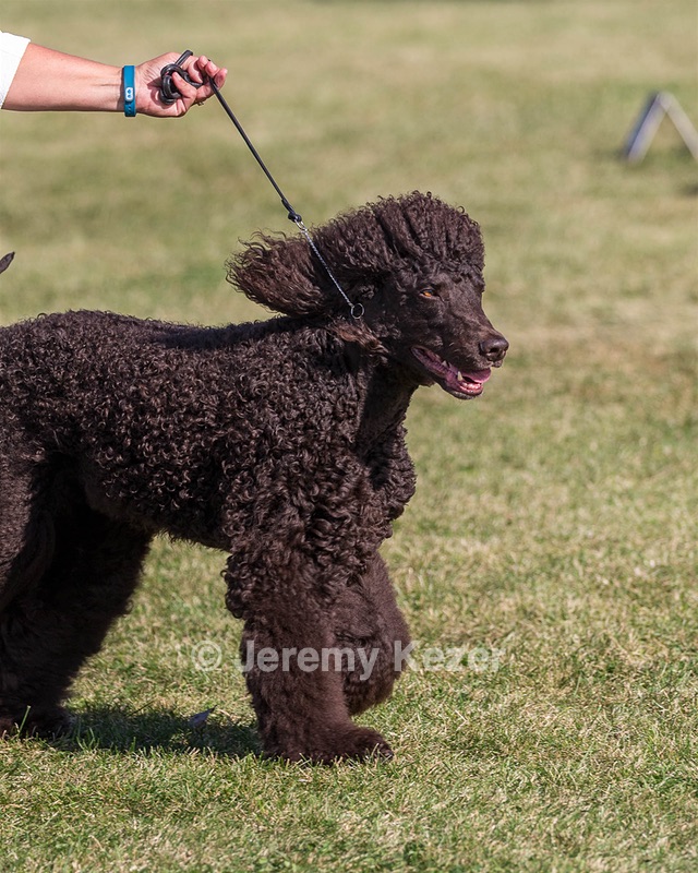 17 - GCH CHANTICO'S SHELTER FROM THE STORM RN XF MX CD RA AXJ (Reef)