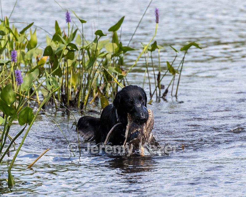 Otter Young